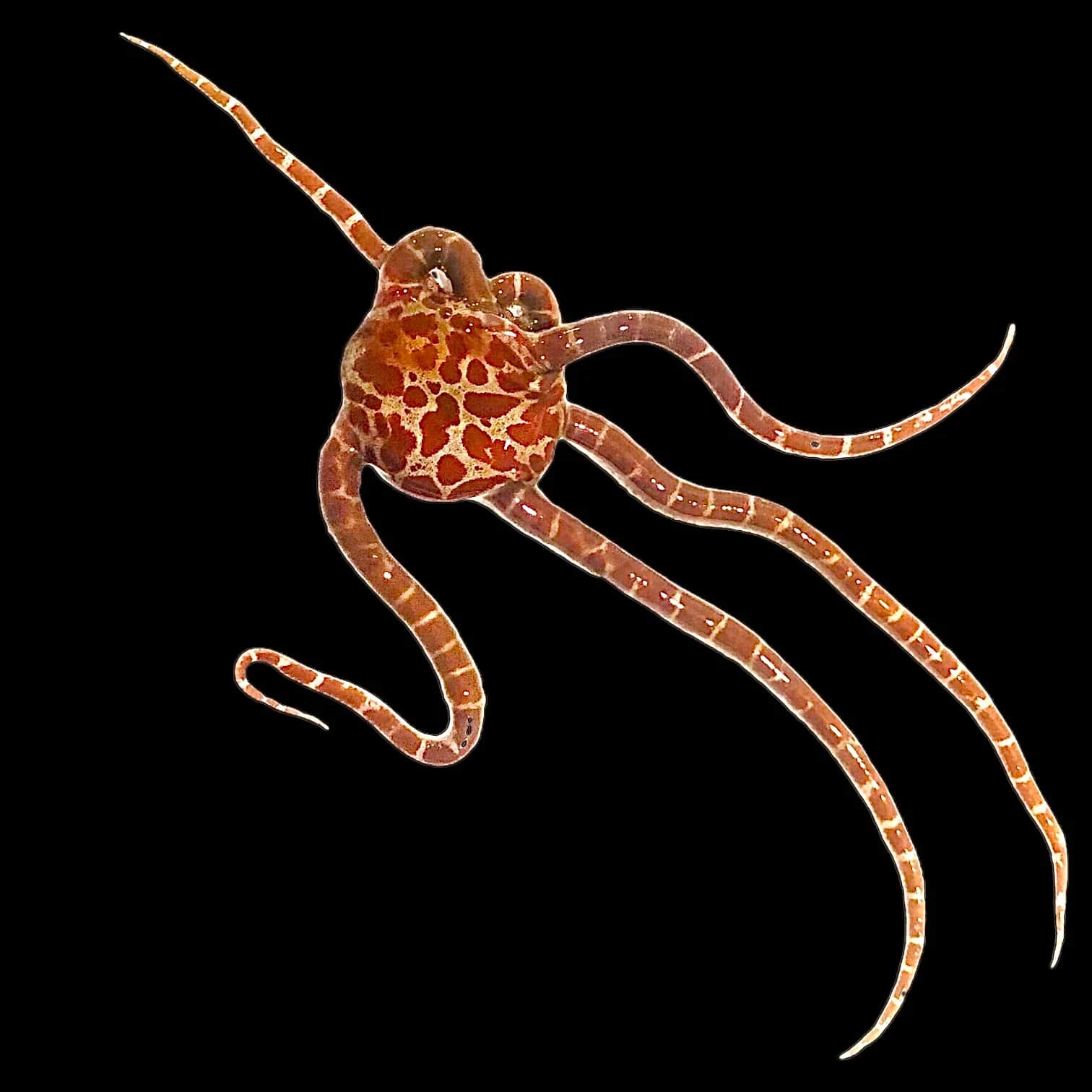 Giraffe Serpent Star