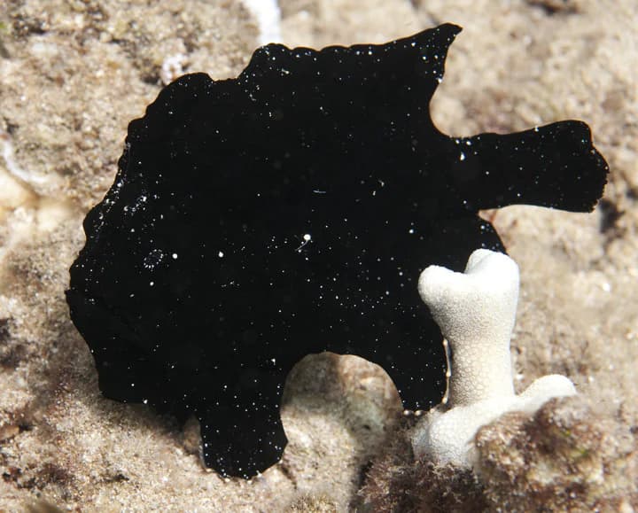 Black Frogfish