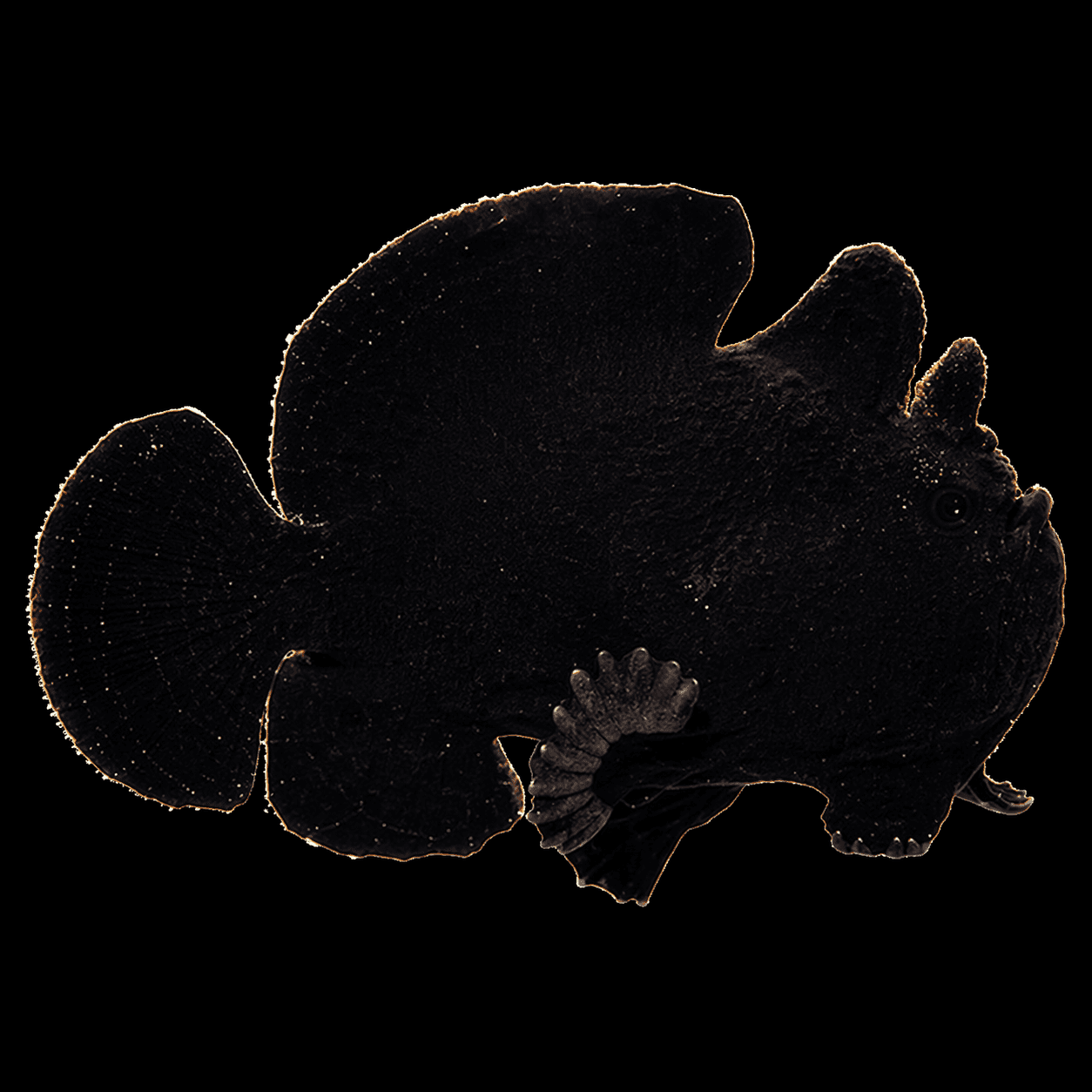 Frogfish
