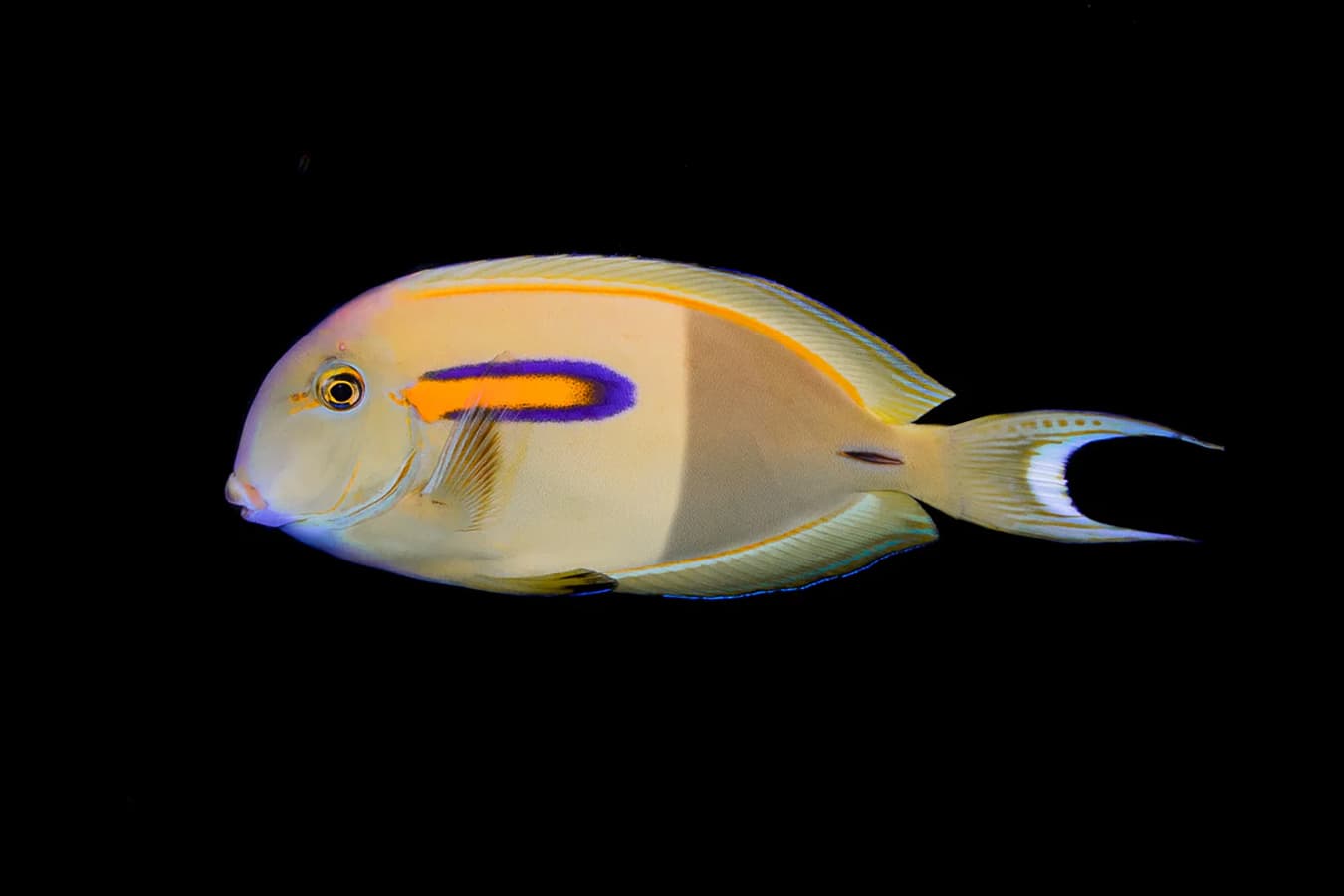 Orange Shoulder Tang
