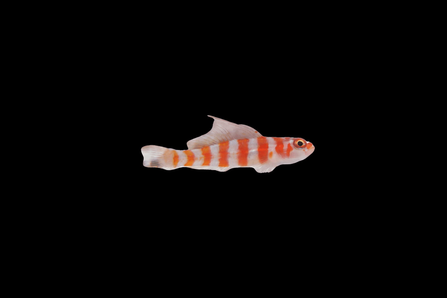 Red Striped Goby