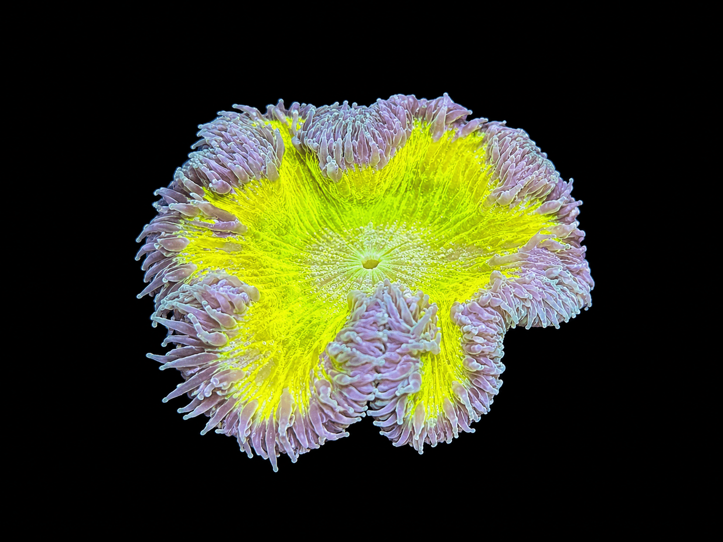 Ultra Rock Flower Anemone # 2