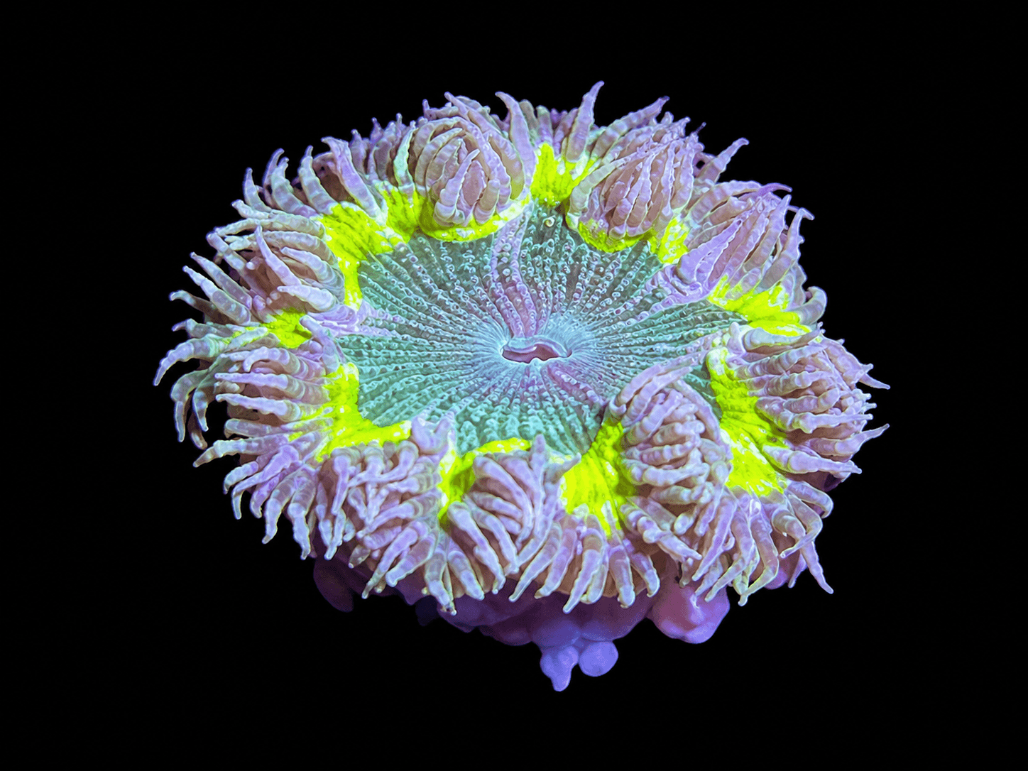 Ultra Rock Flower Anemone #3