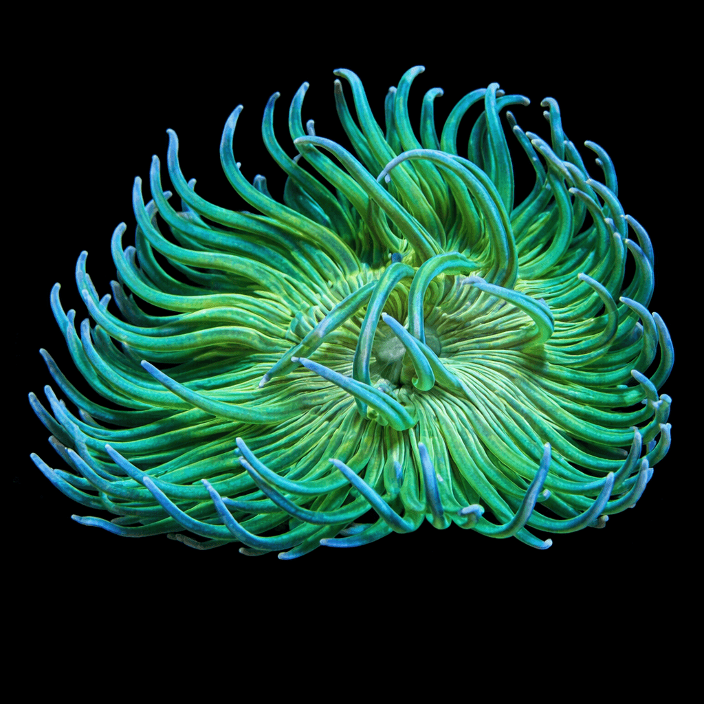 Striped Long Tentacle Anemone