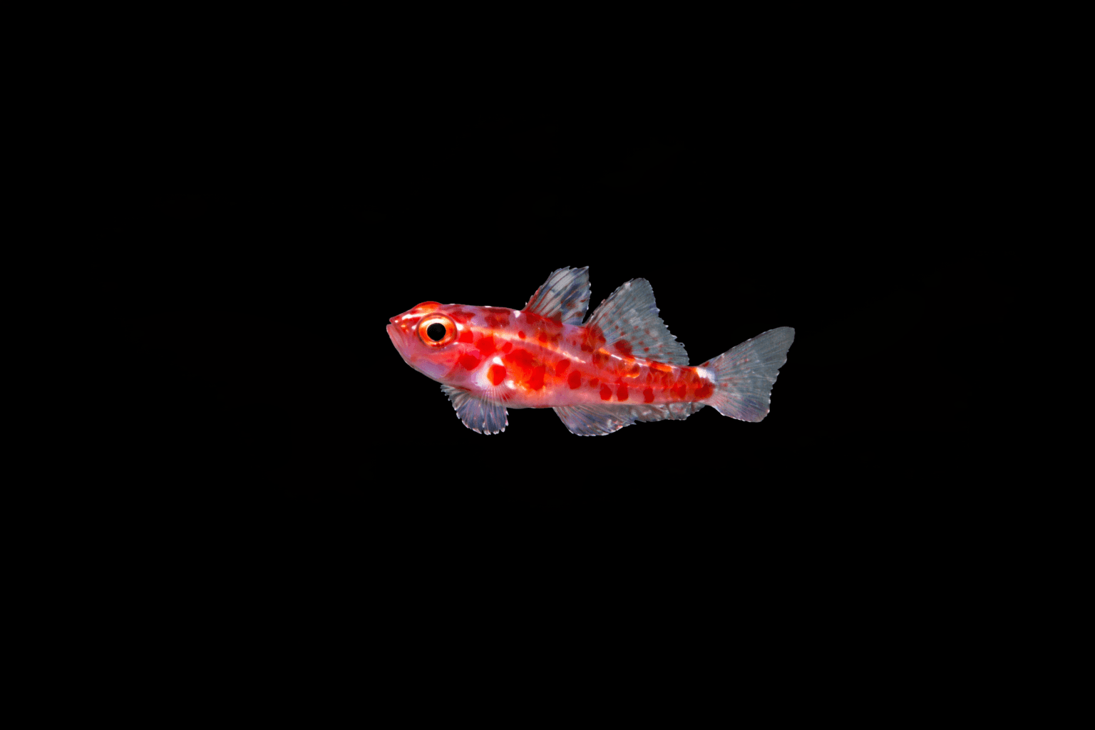 Red Spotted Goby