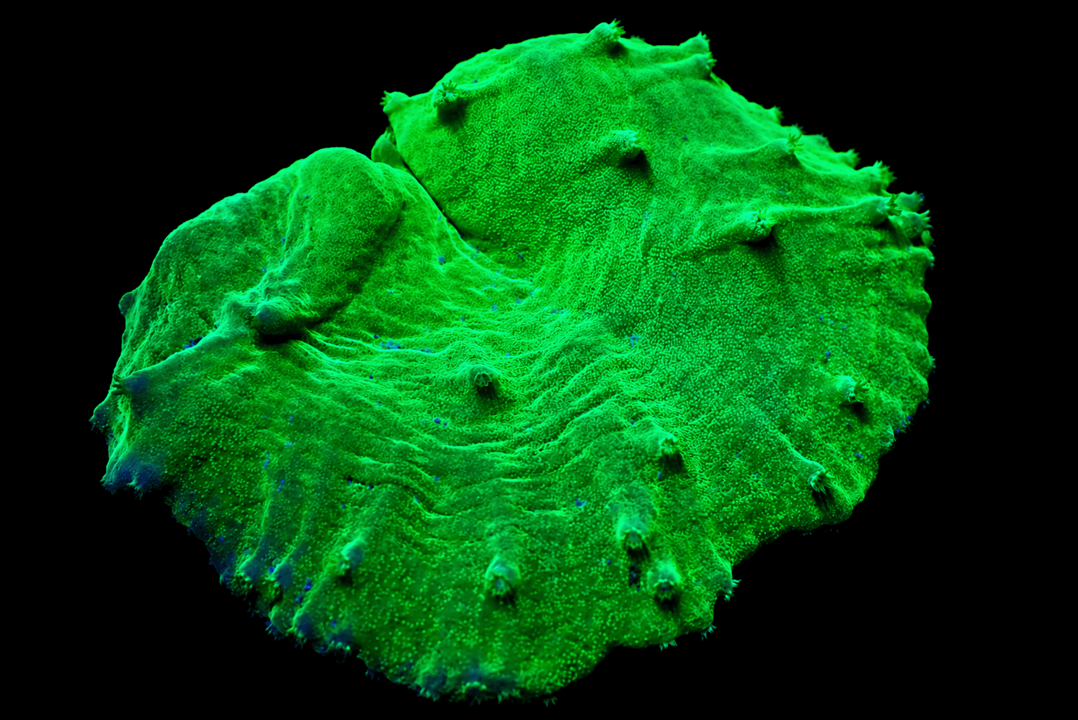 Neon Green Cabbage Coral