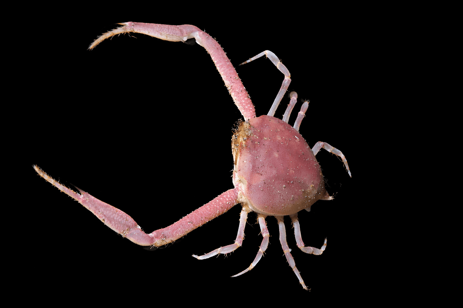 Fleeting Purse Crab