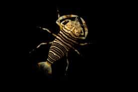 Bumble Bee Shrimp