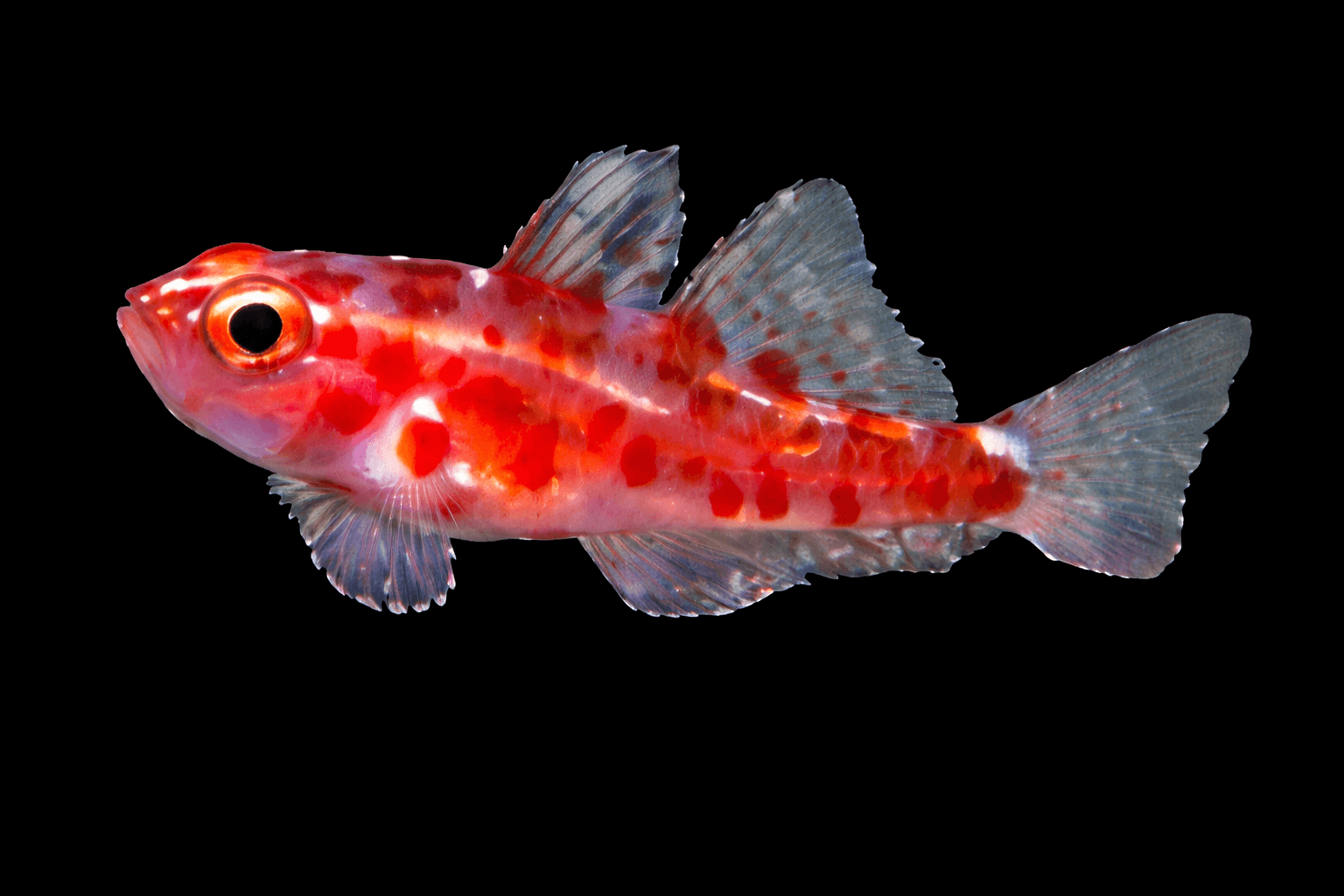 Red Spotted Goby