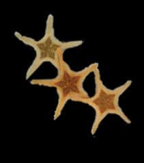 Double Sea Star