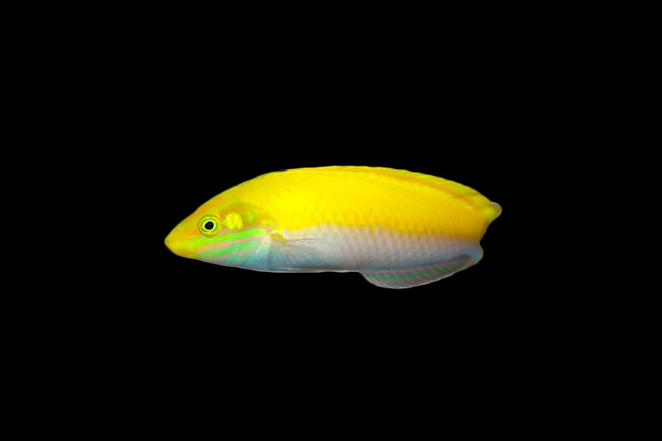 Canary Top Wrasse