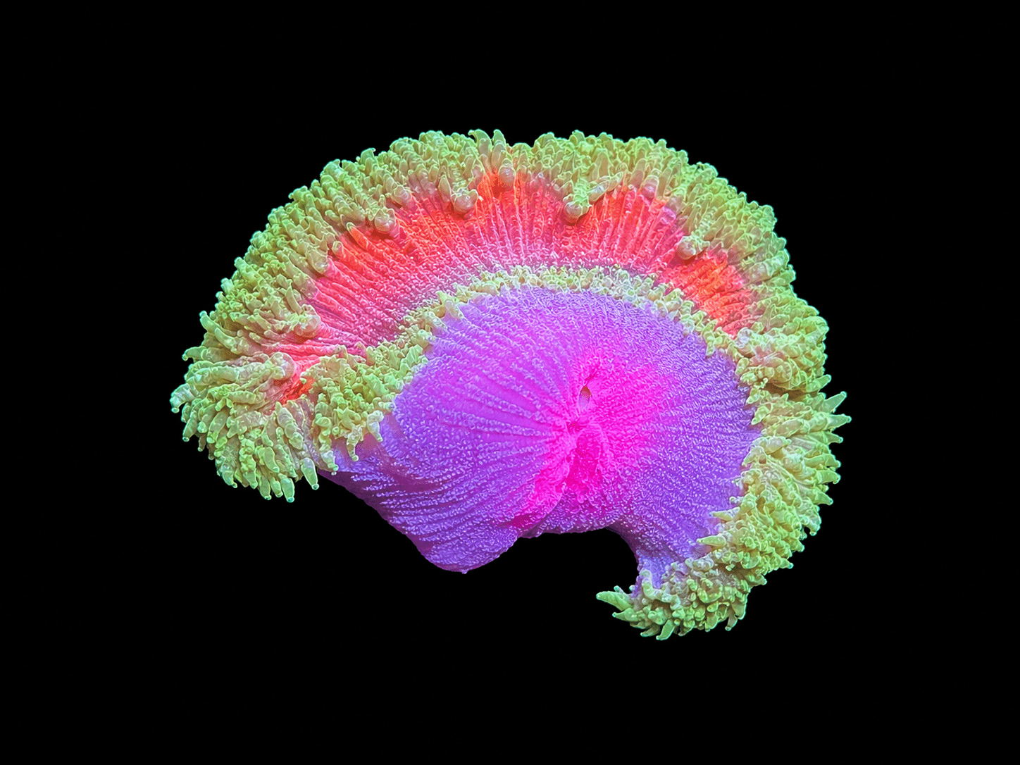 Ultra Rock Flower Anemone # 4