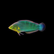 Melanurus Wrasse