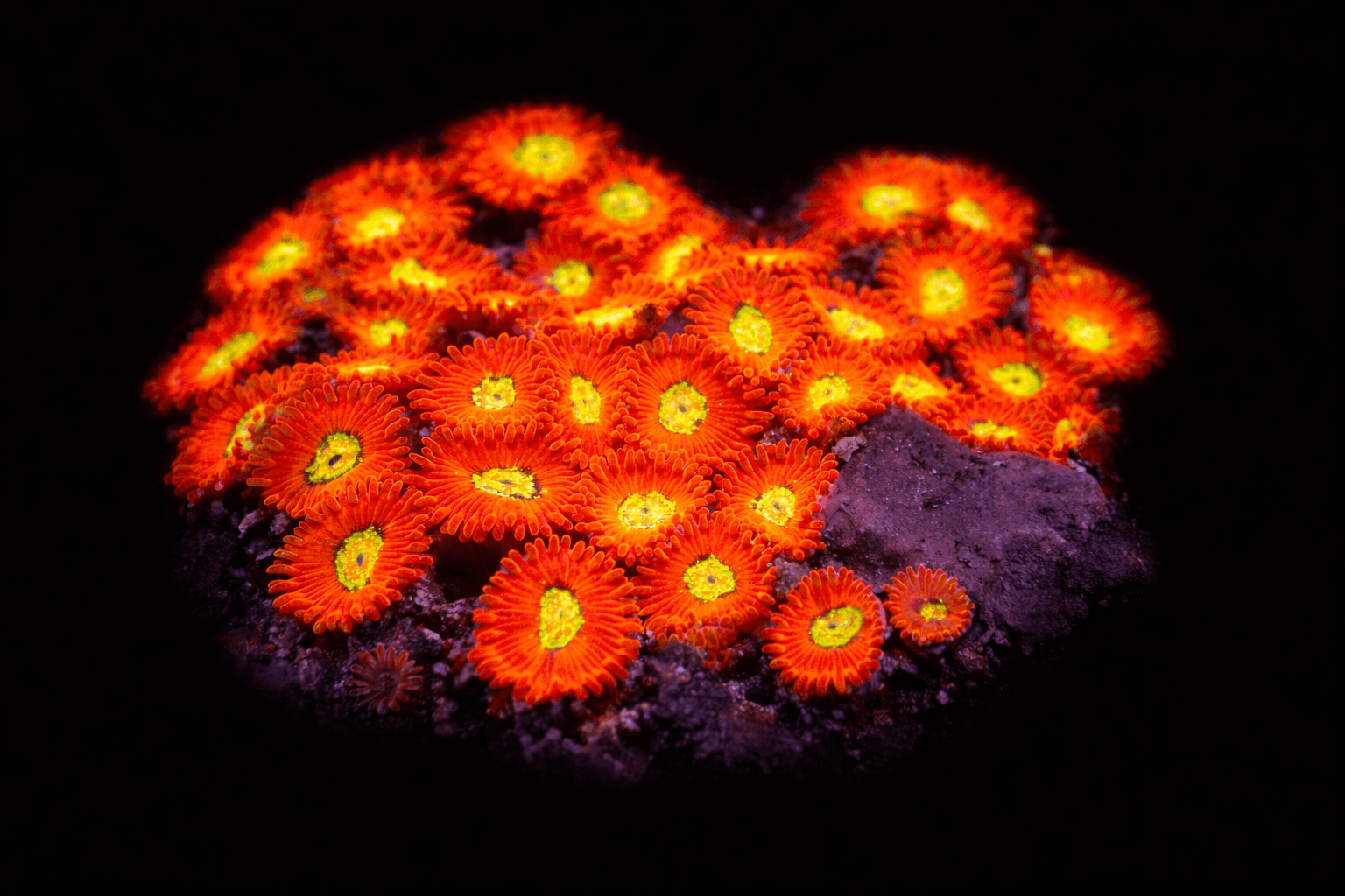 Friecracker Zoa Frag