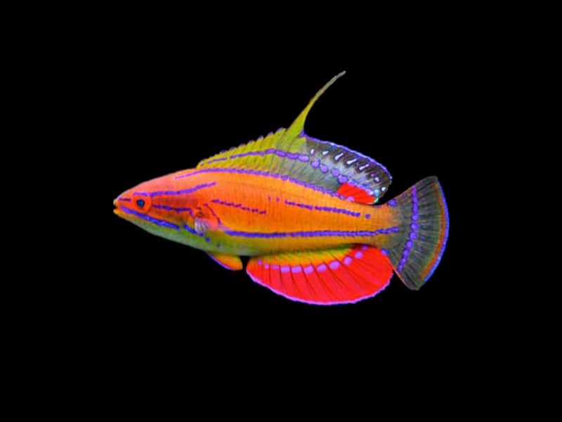 McCoskers Wrasse