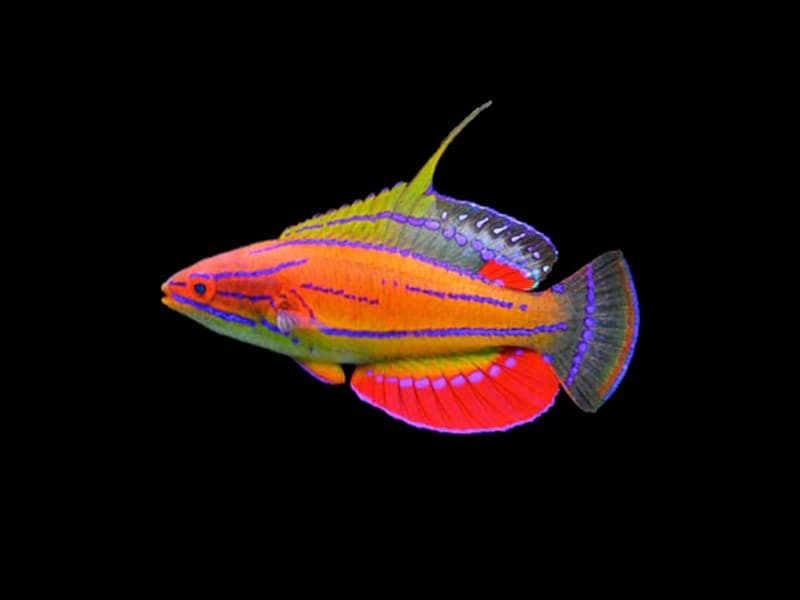 McCoskers Wrasse