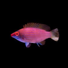 Pink Streaked Wrasse
