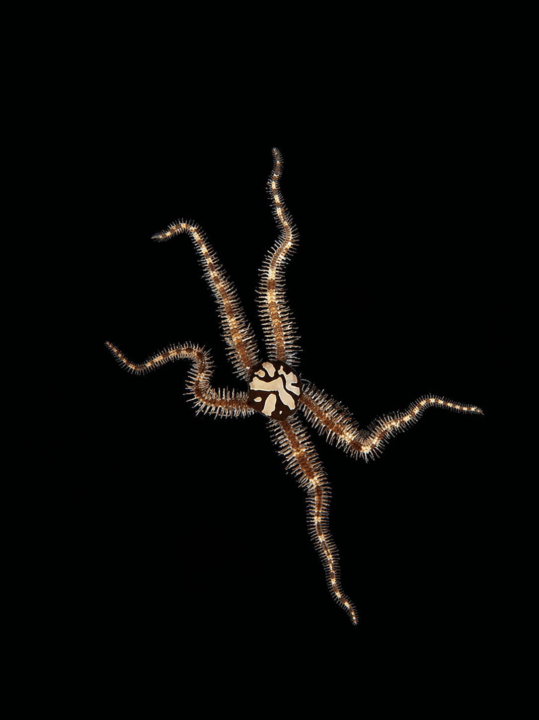 Harlequin Brittle Sea Star