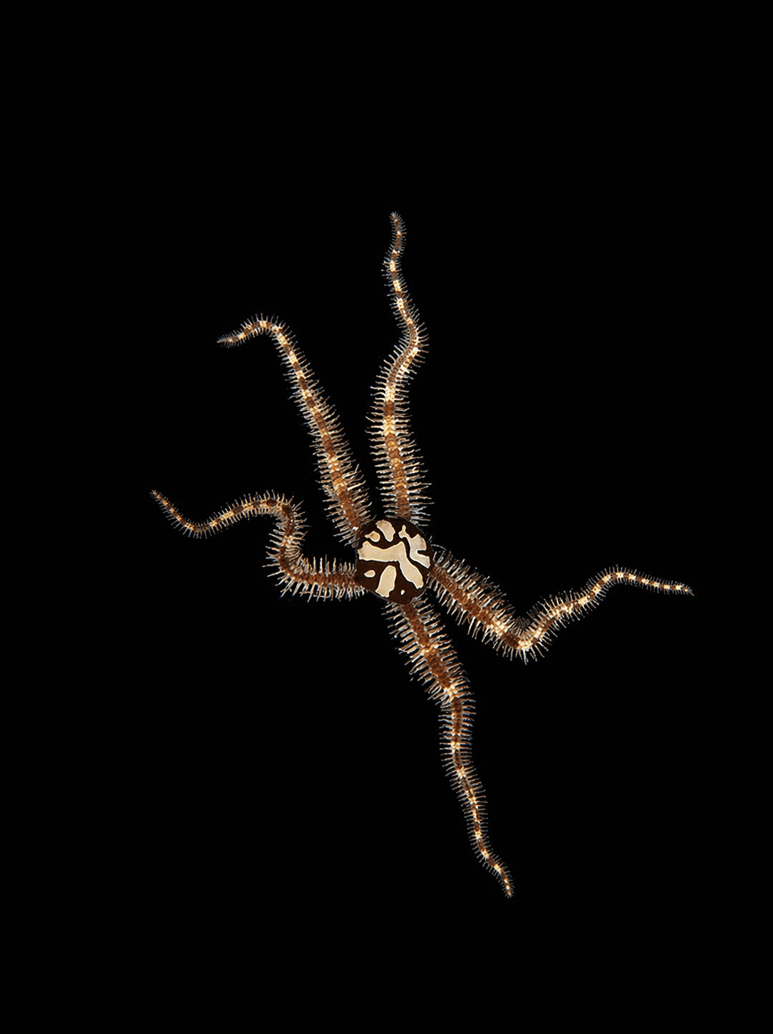 Harlequin Brittle Sea Star