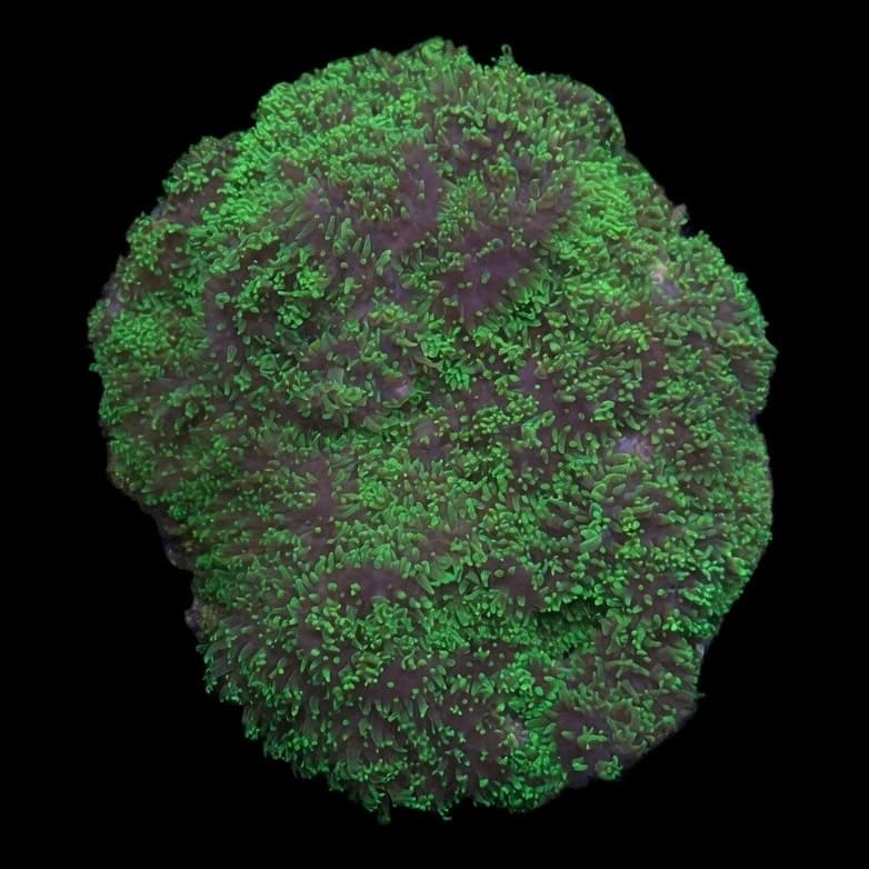WYSIWYG Fuzzy Green Mushroom Colony