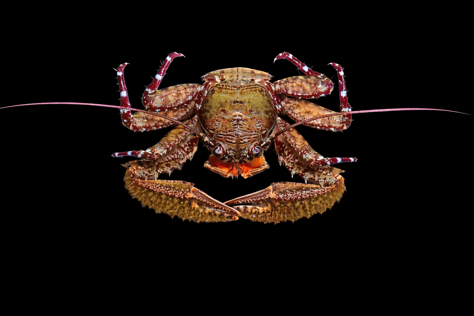 Crimson Porcelain Crab