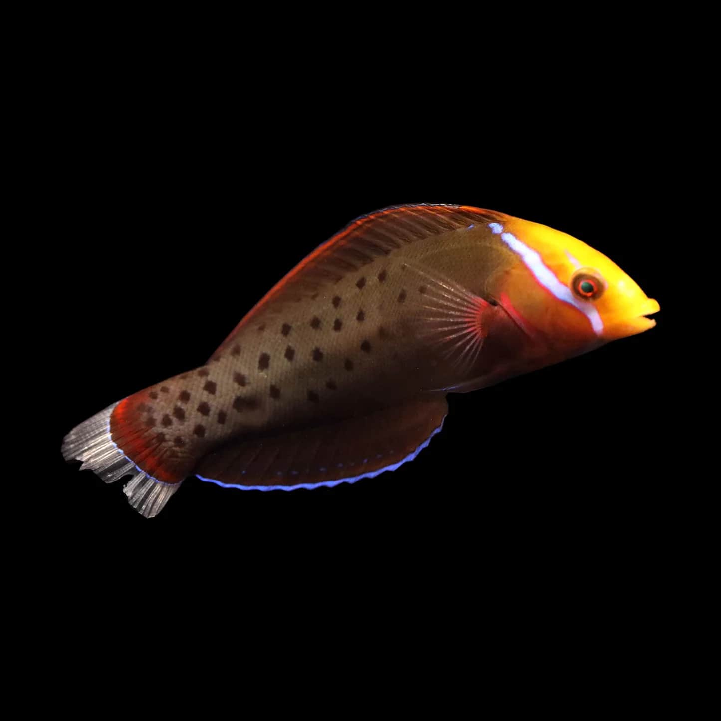 African Queen Coris Wrasse Juvi