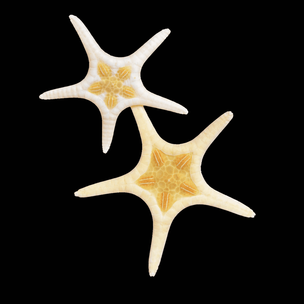 Double Sea Star