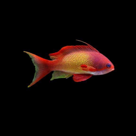 Pacific Lyretail Anthias