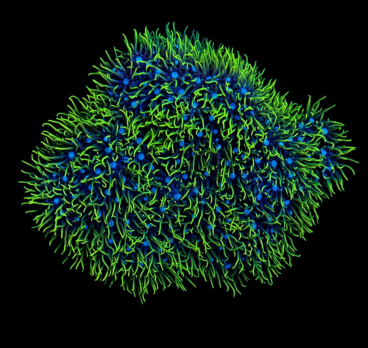 Green Star Polyp Rock