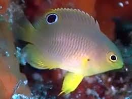 Ambon Damselfish