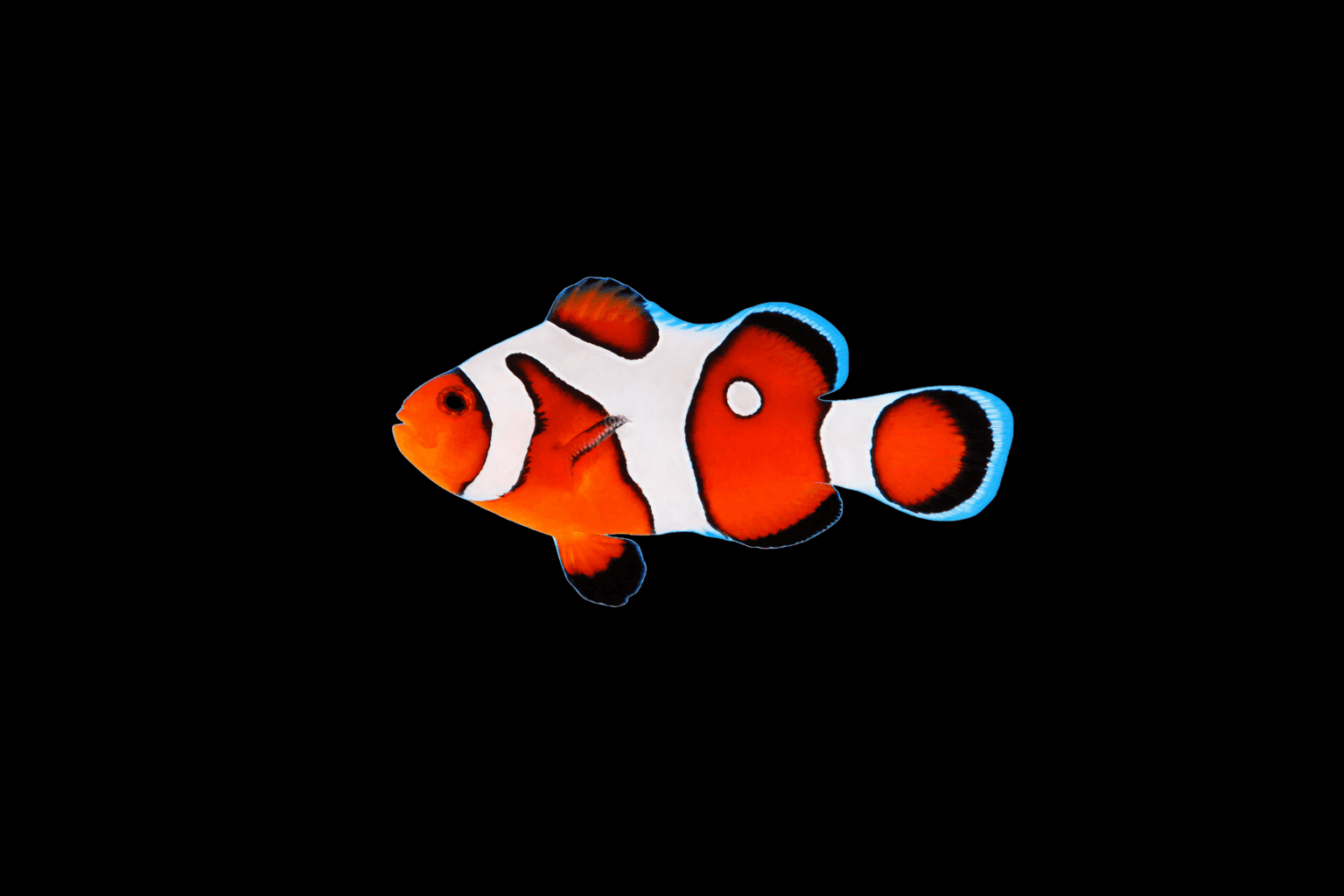 DaVinci Clownfish (B Grade)
