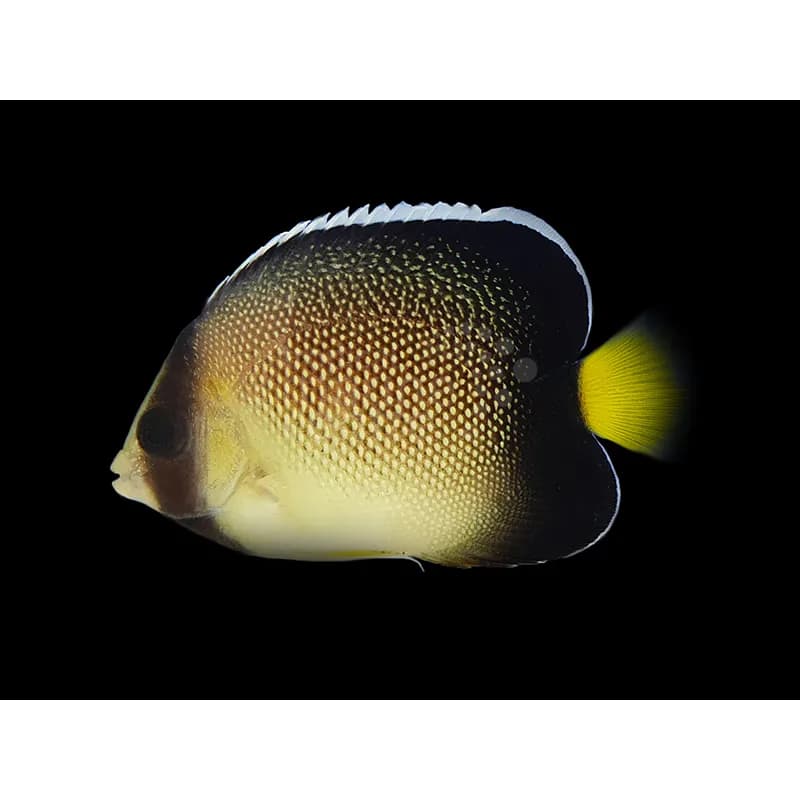 Indian Yellow Tail Angelfish