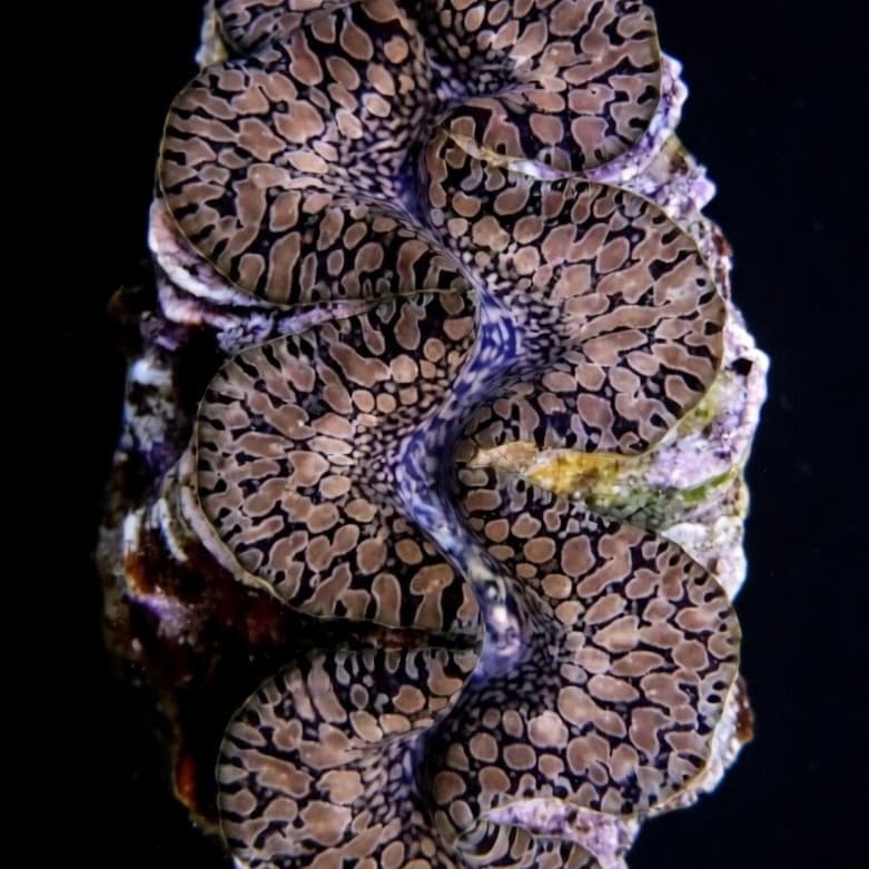Maxima Clam