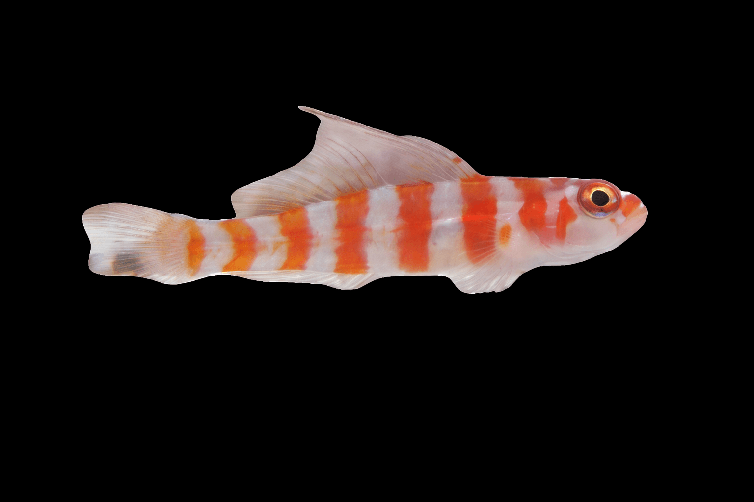 Red Striped Goby