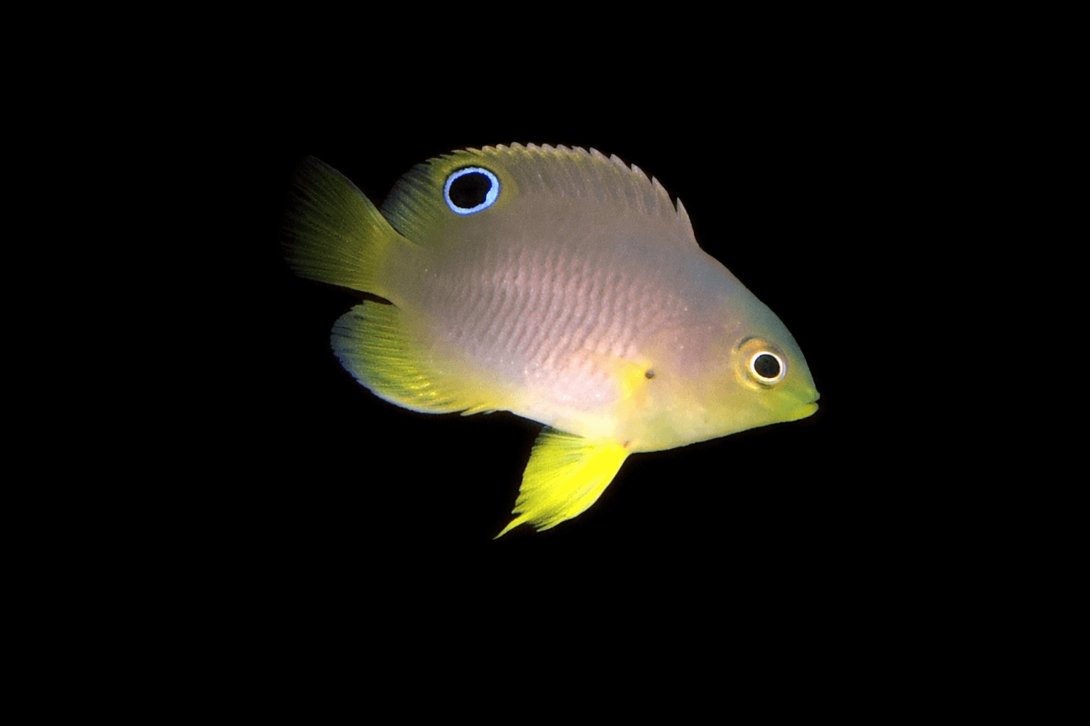 Ambon Damselfish