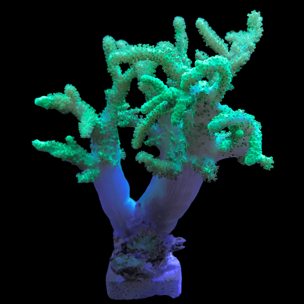 Green Finger Leather