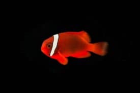 Tomato Clownfish (CB)