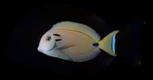 Vampire Tang