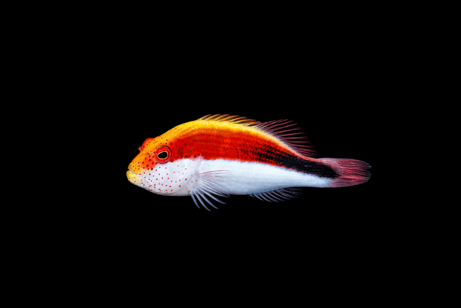 Freckled Hawkfish