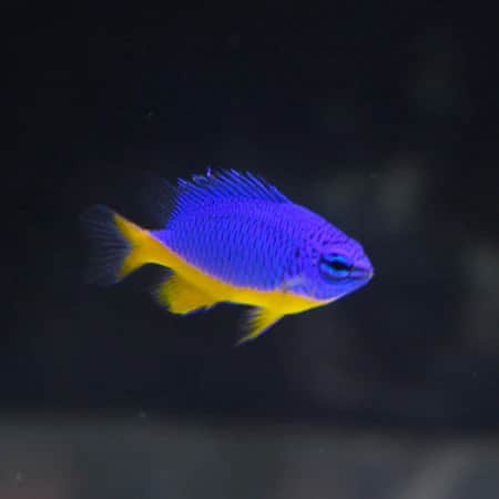 Azure Damsel