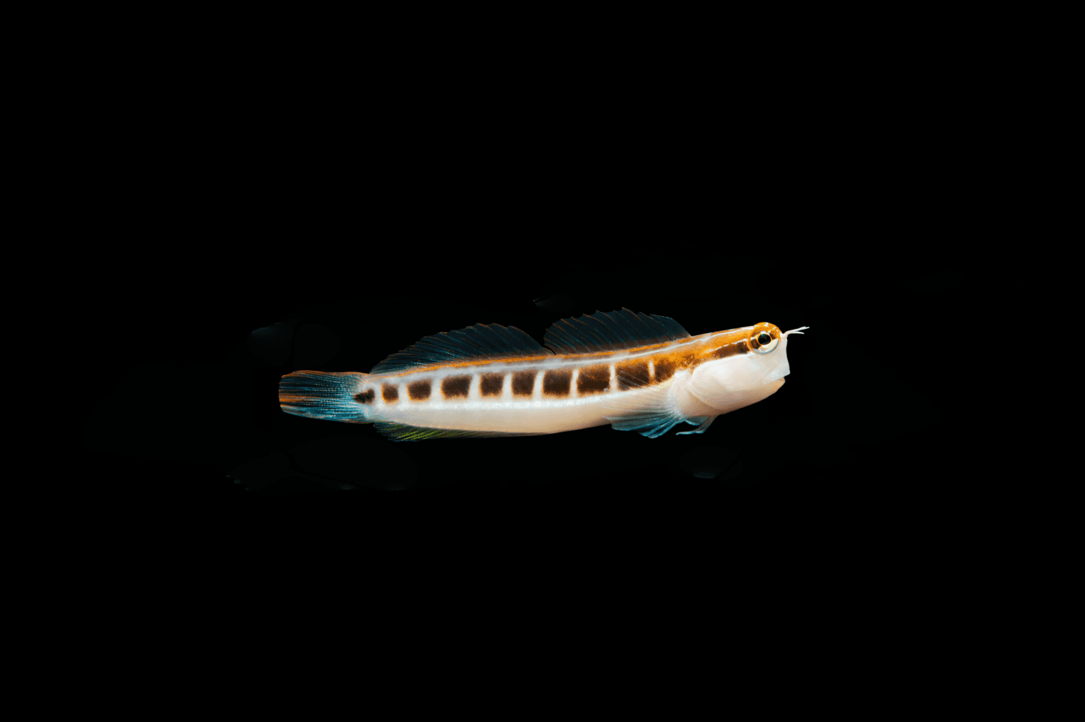 Linear Blenny