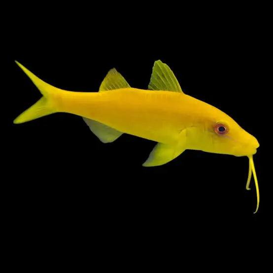 Yellow Goatfish