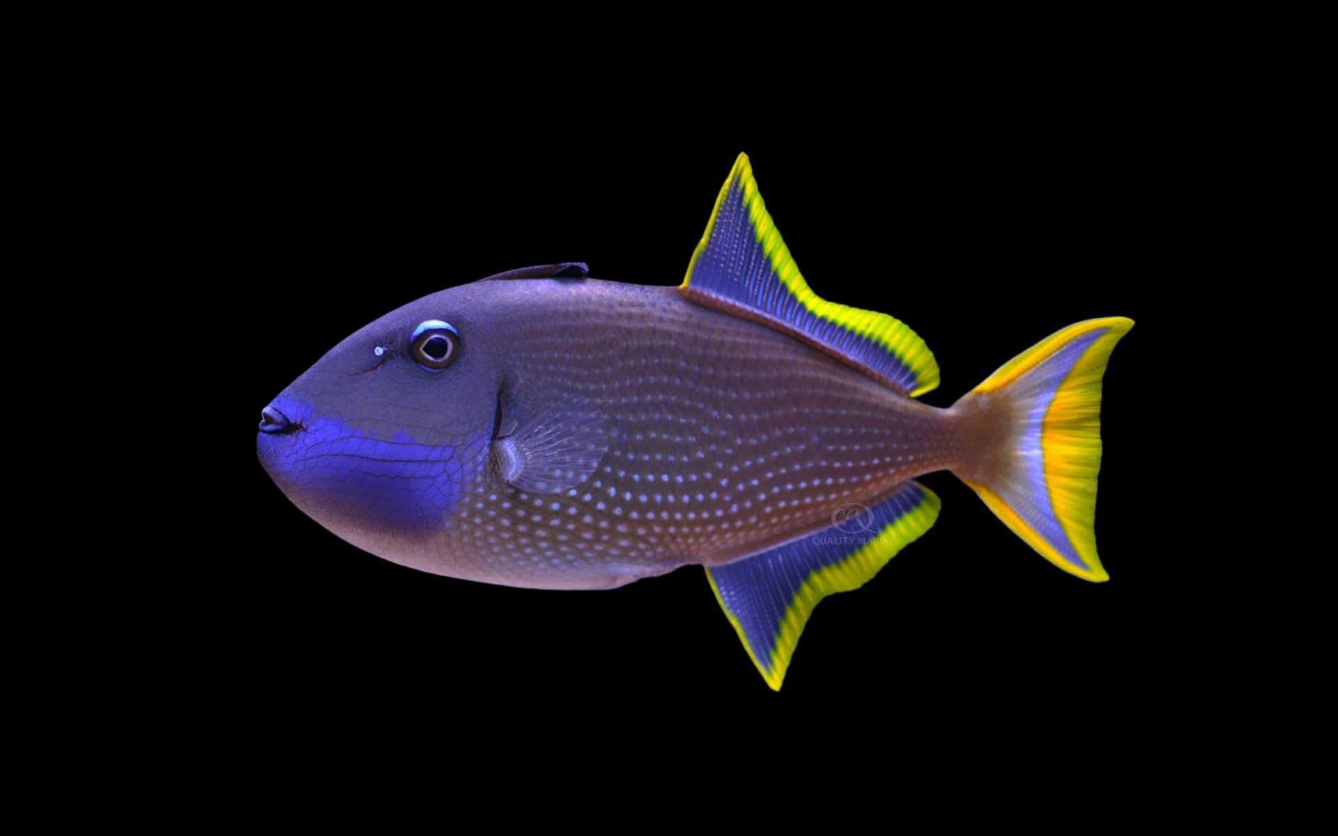 Blue Throat Trigger