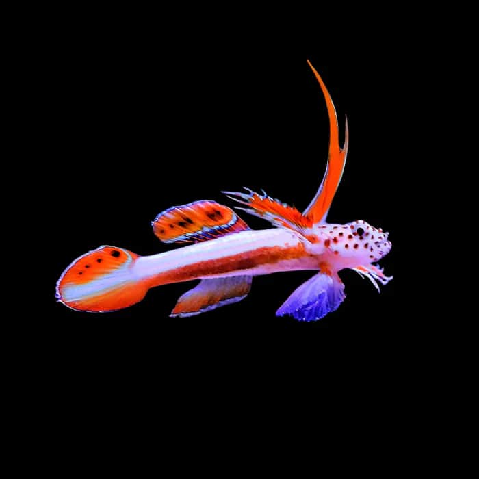 Griessinger's Goby