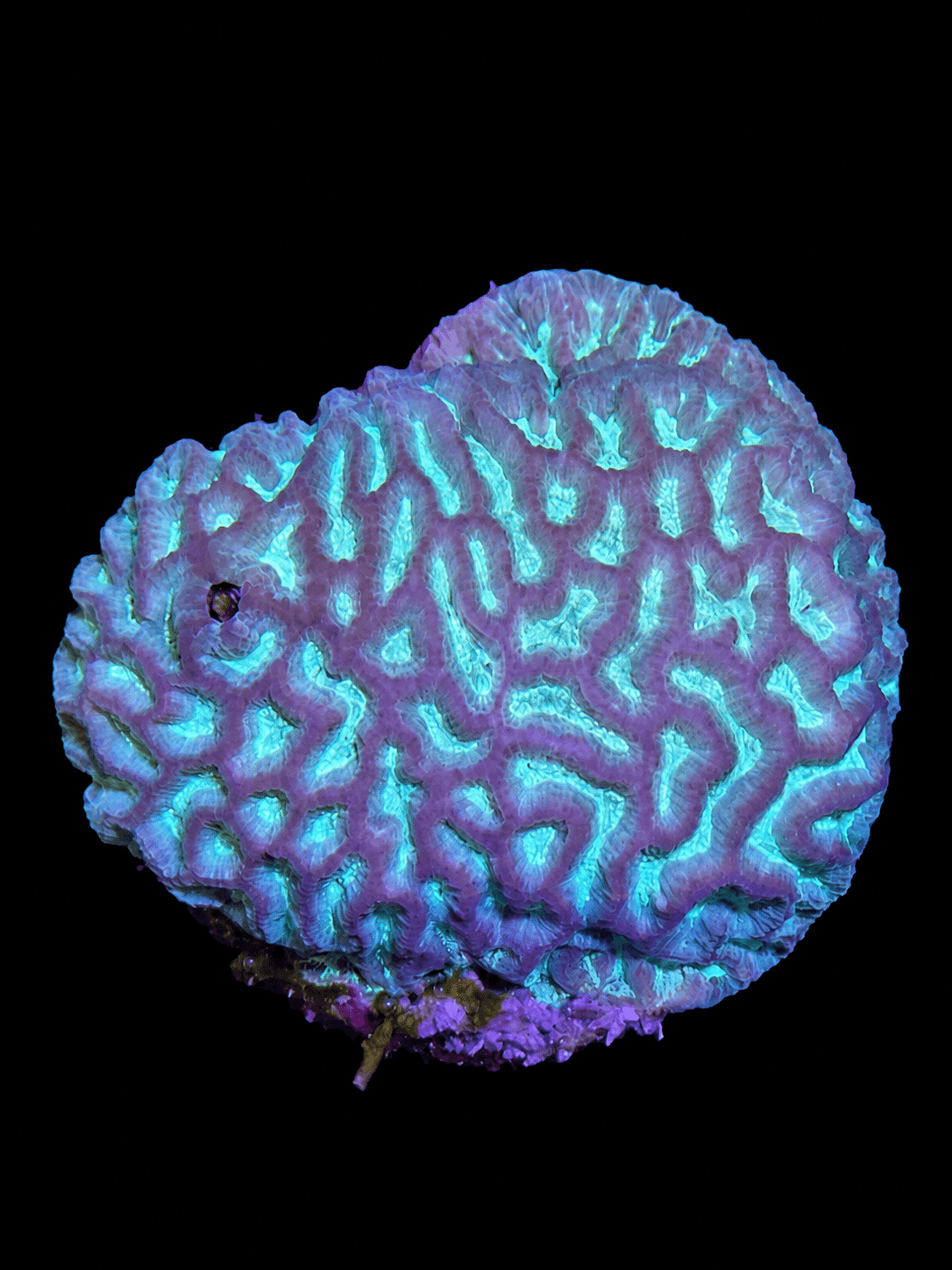 Assorted Maze Brain Coral