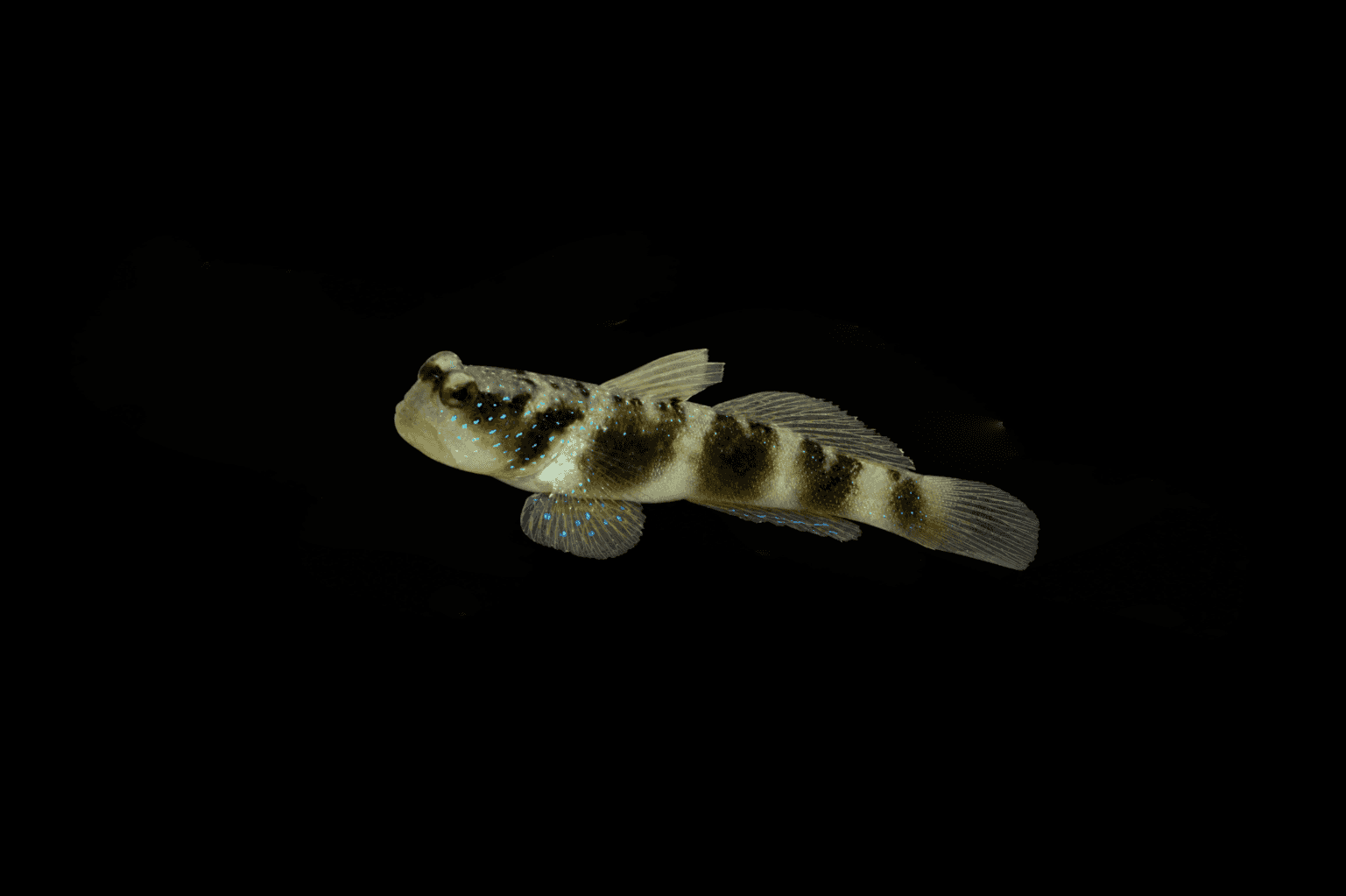 Y-Bar Shrimp goby