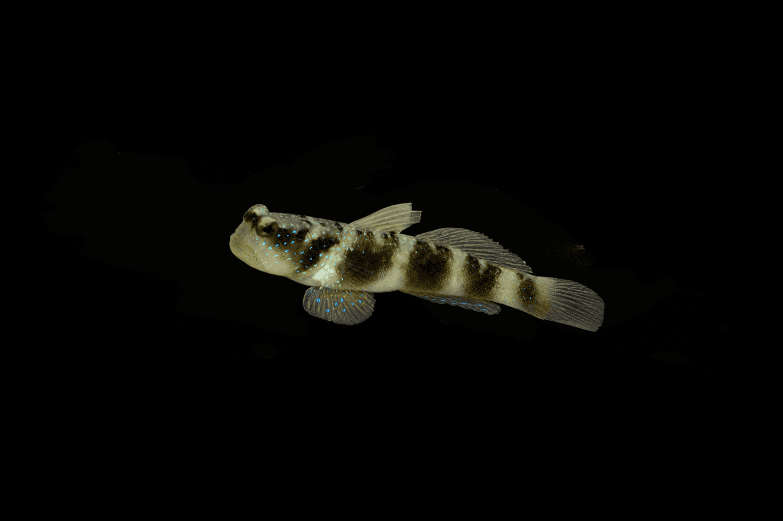 Y-Bar Shrimp goby