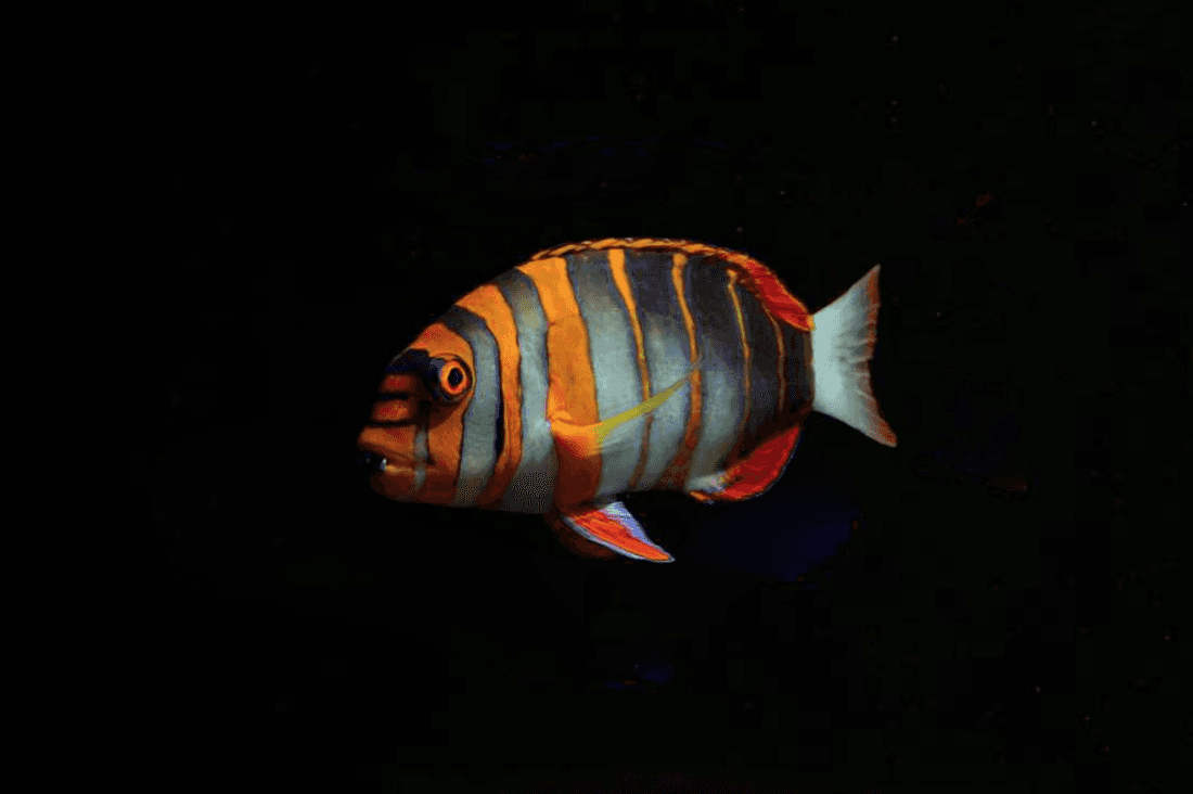Harlequin Tuskfish