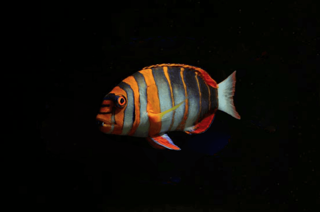 Harlequin Tuskfish