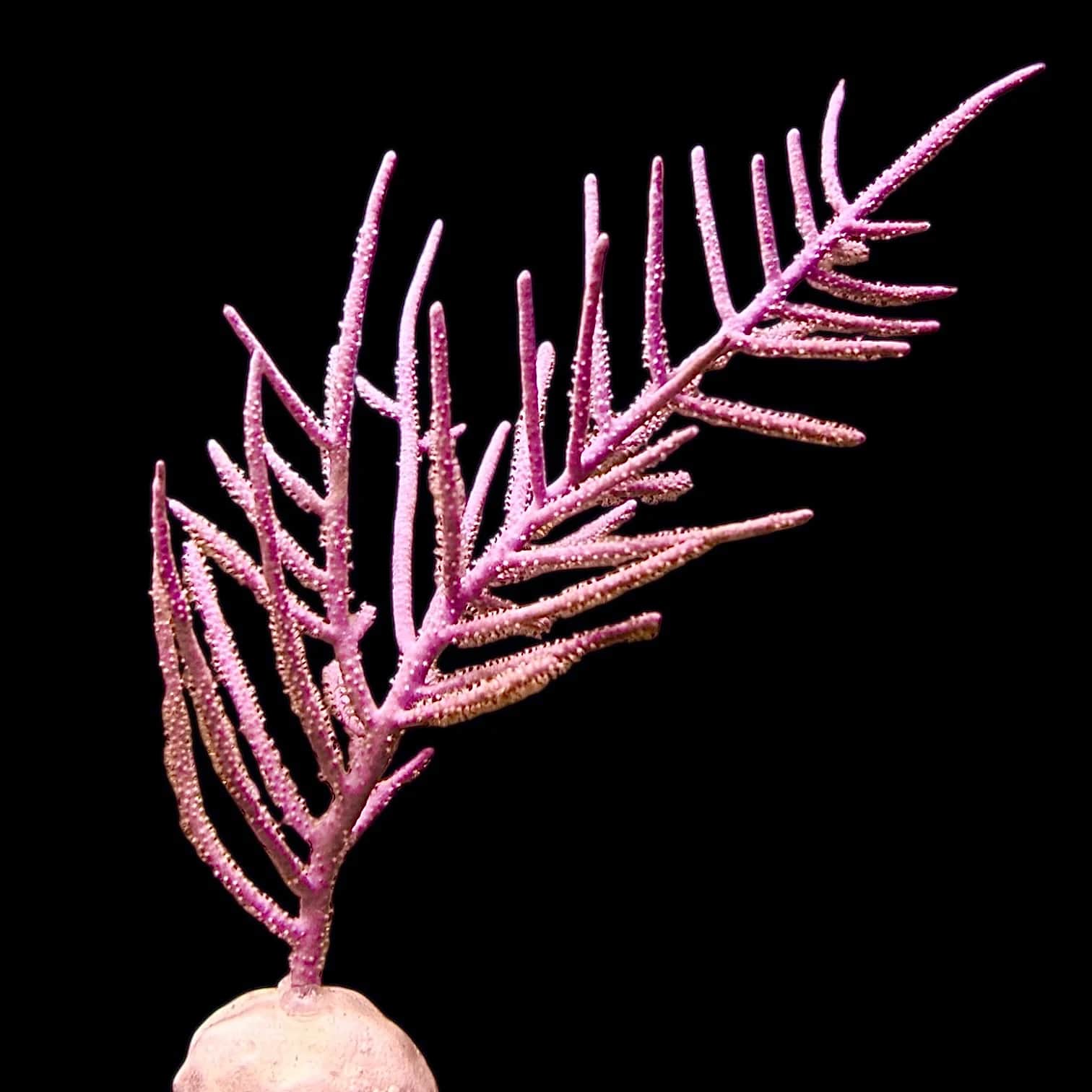 Purple Bottle Brush Gorgonian